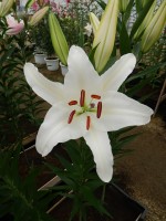 [3256 Castellani World B No102.JPG]